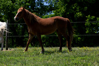 Horses Processed-3236