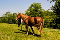 Horses Processed-3240