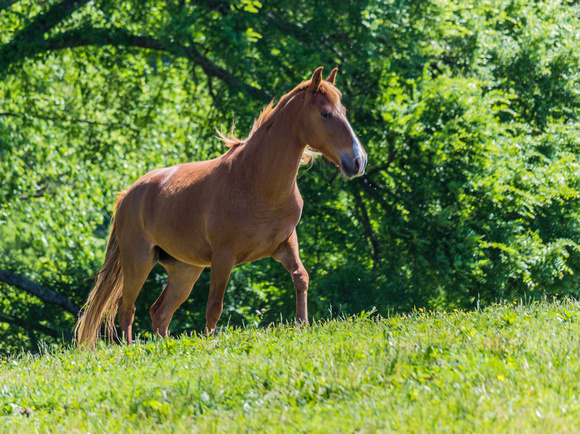 Horses Processed-3222