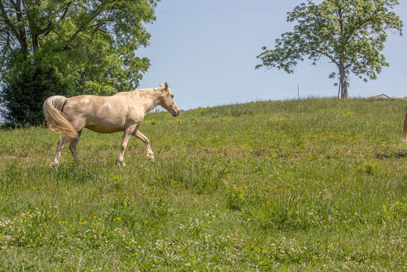 Horses Processed-3262