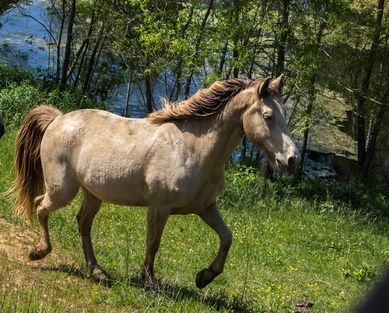 Horses Processed-3250