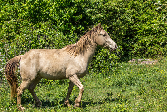 Horses Processed-3253